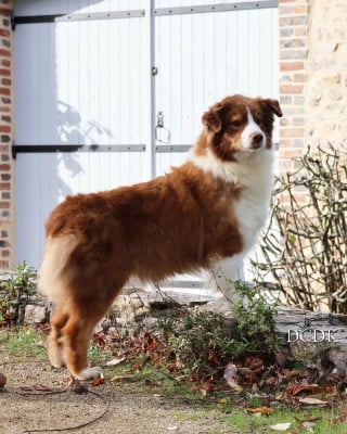 Étalon Berger Australien - Rebel yell du chemin des korrigans