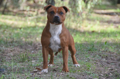 Étalon Staffordshire Bull Terrier - Demon Black Sunshine of my life