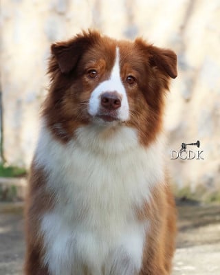 Étalon Berger Australien - Rebel yell du chemin des korrigans