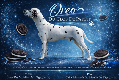 Étalon Dalmatien - Oreo Du Clos De Patch