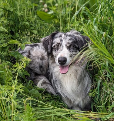 image de Trou blue tazz