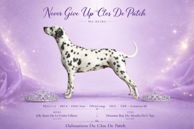 Étalon Dalmatien - Never give up Du Clos De Patch