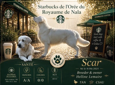 Étalon Golden Retriever - Starbucks De L'Orée Du Royaume De Nala