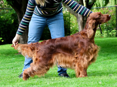 Étalon Setter irlandais rouge - CH. Riverwood Very much delighted