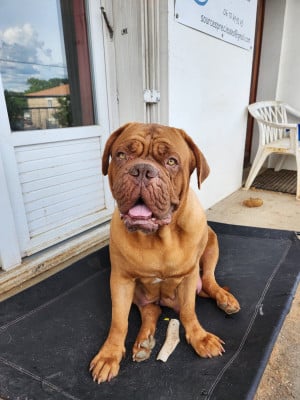 Étalon Dogue de Bordeaux - Tempête Des Mille Diables