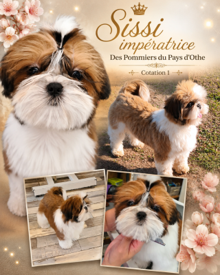 Étalon Shih Tzu - Sissi impératrice des Pommiers du Pays d'Othe