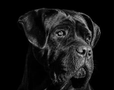 Étalon Cane Corso - Saya du temple de jade