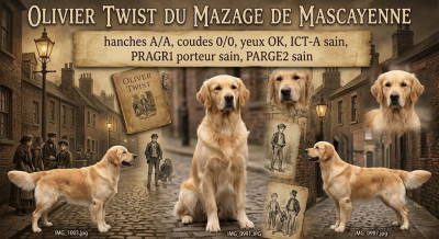 Étalon Golden Retriever - Oliver twist Du mazage de mascayenne
