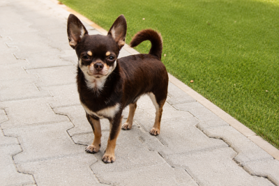 Étalon Chihuahua - CH. Rley b.king du domaine du neoulous