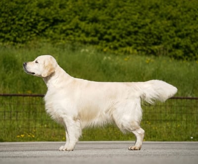 Étalon Golden Retriever - CH. Starbucks De L'Orée Du Royaume De Nala}