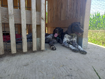 Étalon Braque allemand à poil court - Roxy du jardin de dulciaca