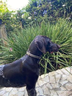 Étalon Braque allemand à poil court - Tao Du Marais De Piremont