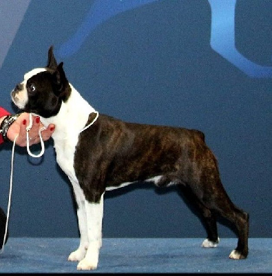 Étalon Boston Terrier - CH. Mavikaflo's Number one