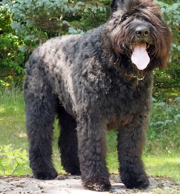 Étalon Bouvier des Flandres - Jasper de la Vélerie