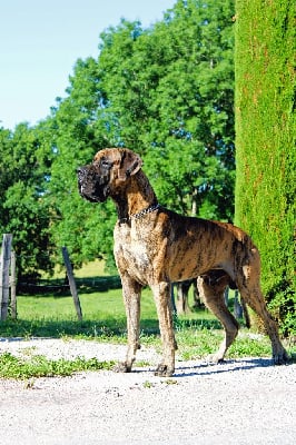 Étalon Dogue allemand - Stud mâle patton De La Guilde Des Néphilims