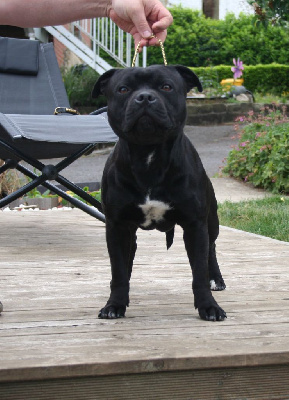 Étalon Staffordshire Bull Terrier - Unanimous choise saiko Blackstafford