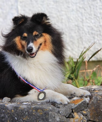 Étalon Shetland Sheepdog - Oompa loompa Of blue tails