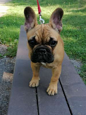 Étalon Affenpinscher - Tara Des Sources Du Giessen