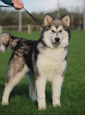 Étalon Alaskan Malamute - Tyson Naillik's