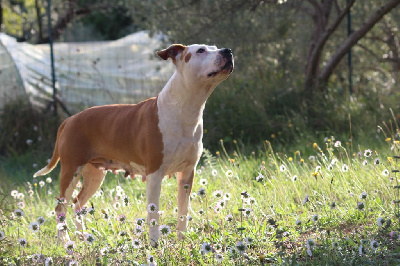 Étalon American Staffordshire Terrier - Lara croft Royal Montenegro