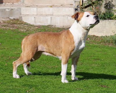 Étalon American Staffordshire Terrier - Raya De la crique du Flojule
