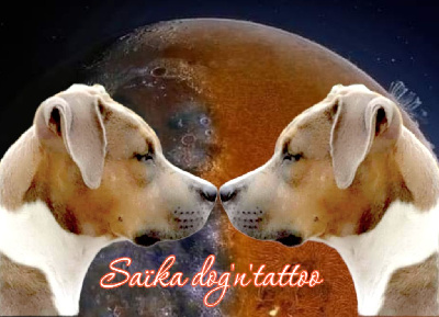 Étalon American Staffordshire Terrier - Saika Dog'n'Tatoo