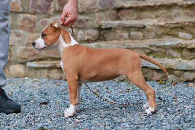 Étalon American Staffordshire Terrier - Hermine Du chemin des moulins