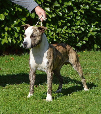 Étalon American Staffordshire Terrier - Sky knight De Rockstar Dog
