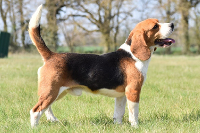 Étalon Beagle - Obelix (Sans Affixe)
