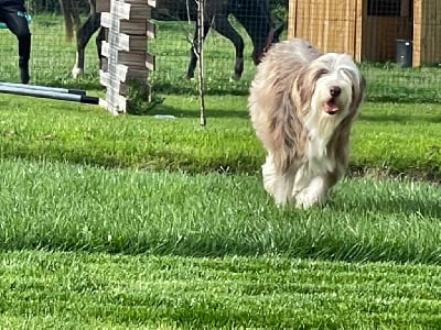 Étalon Bearded Collie - Mia Des Terres De L'Avesnois