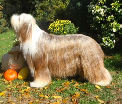 Étalon Bearded Collie - Perle d'ambre Des gardes champetres