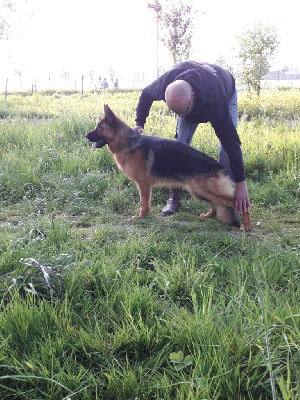Étalon Berger Allemand - Von Lucibol U'furie