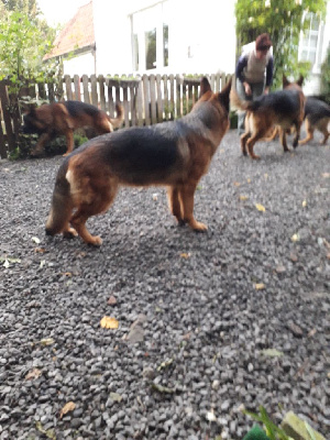 Étalon Berger Allemand - Von Lucibol Suzie