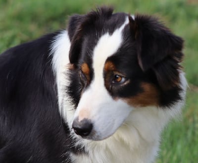 Étalon Berger Australien - Rosie Aurely's Dogs