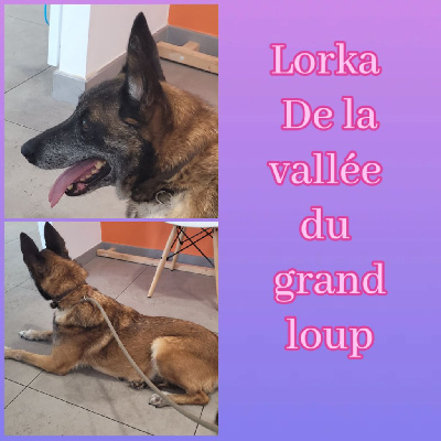 Étalon Berger Belge - Lorka de la vallée du grand loup