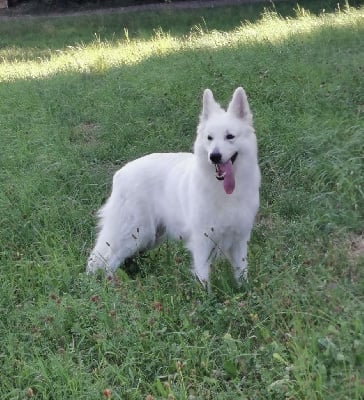 Étalon Berger Blanc Suisse - CH. Nice girl Of Shepherd's Paw