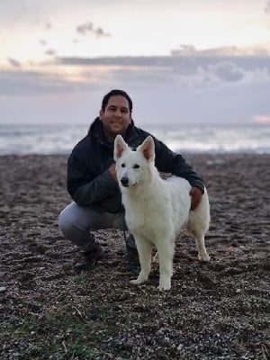 Étalon Berger Blanc Suisse - CH. Zenitka (Sans Affixe)