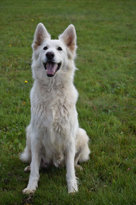 Étalon Berger Blanc Suisse - Maya du Domaine de Criska