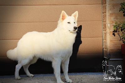 Étalon Berger Blanc Suisse - Carlo rocco dit denver of cataline wolf