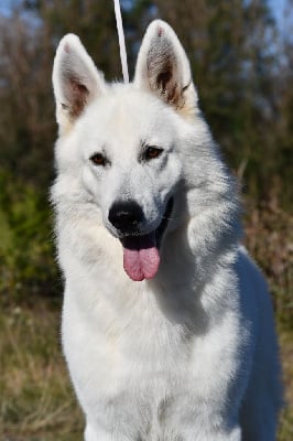 Étalon Berger Blanc Suisse - Arrow snowflake dynasty