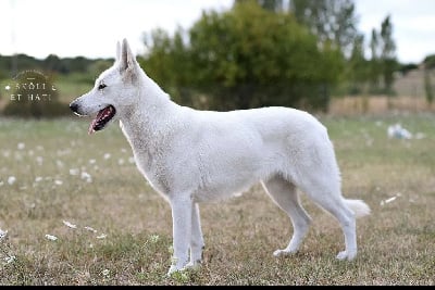 Étalon Berger Blanc Suisse - Seven-up des terres de skoll et hati