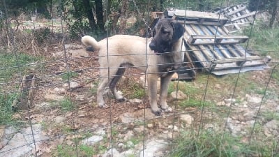 Étalon Berger Kangal - Tankrill l'kanibo de la Forêt des Quatre Seigneurs