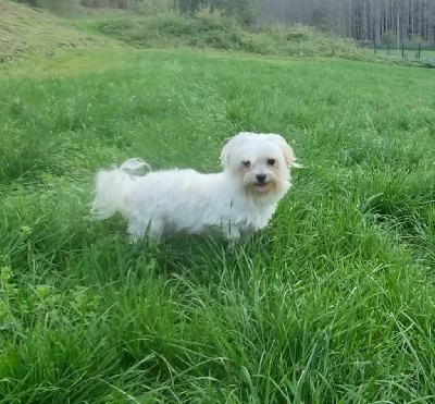 Étalon Bichon maltais - Reinette du Moulin de la Terrasse