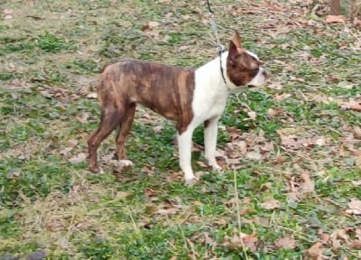 Étalon Boston Terrier - CH. Range ta chambre Du grand fresnoy