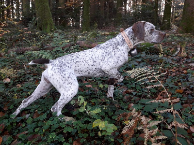 Étalon Braque du Bourbonnais - Pistache Des Cimes D'or