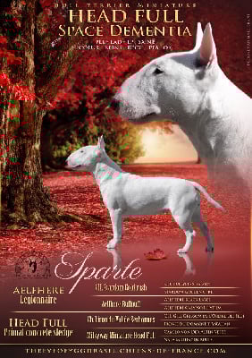 Étalon Bull Terrier Miniature - Head Full Space dementia