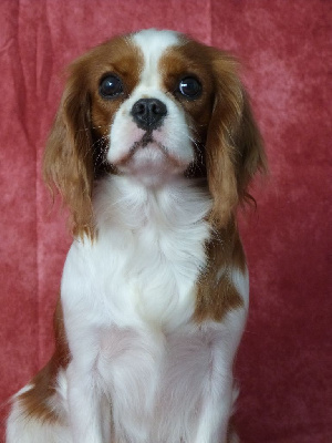 Étalon Cavalier King Charles Spaniel - Rolls royce De la geode