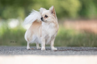 Étalon Chihuahua - CH. lookum Regenesis