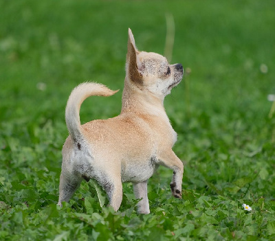 Étalon Chihuahua - Shelby des moulins de saint roch
