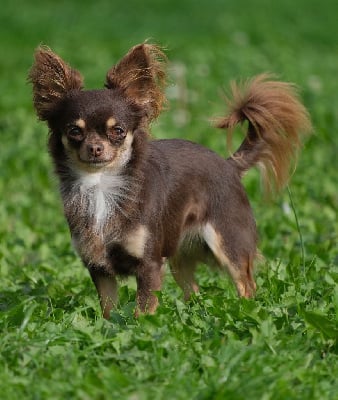 Étalon Chihuahua - Rebelle (Sans Affixe)